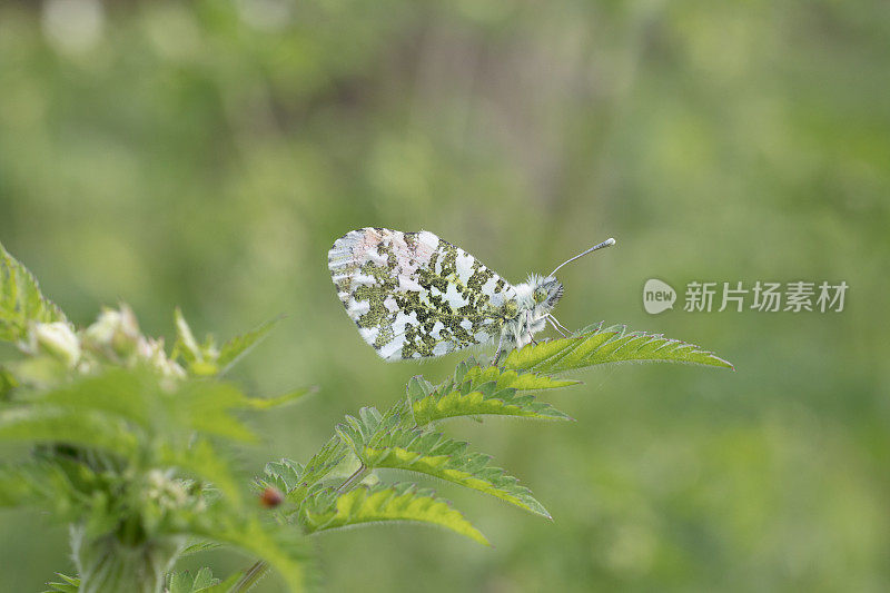 桔头蝴蝶(Anthocharis cardamines)